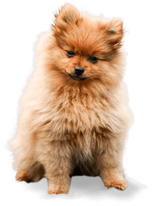 dog about